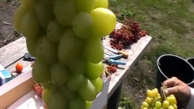 Виноград аркадия 18 августа 2019. КФХ Камынин смотреть онлайн