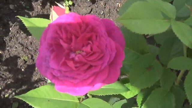 РОЗЫ--от лилового до фиолетового в моем саду. смотреть онлайн