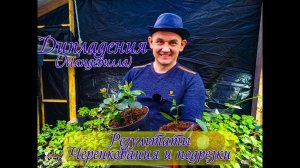 Дипладения результат черенкования. И результат подрезки дипладении.