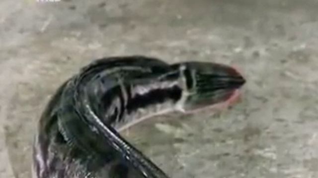 Змееголов в США, рыба которая поедает всё живое. смотреть онлайн