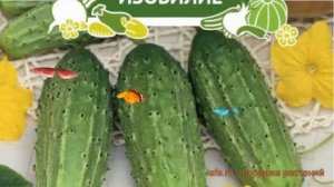 Огурец обыкновенный Нежинский (nezhinskiy) ? Нежинский обзор: как сажать, семена огурца Нежинский