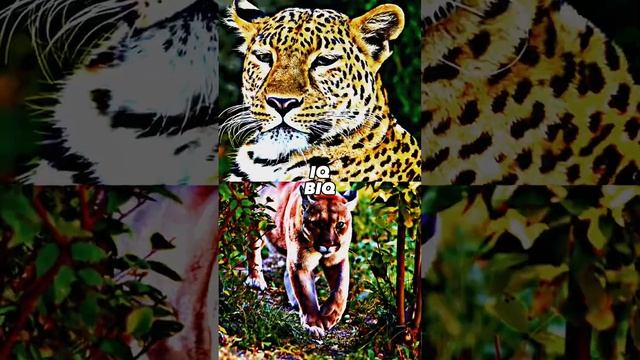 JAGUAR VS PUMA #shorts #animals #puma #jaguar