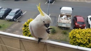 Это Австралия ,ребята ! Чудеса на каждом углу.Это надо видеть ! Калотамнус — "цветущая ель"