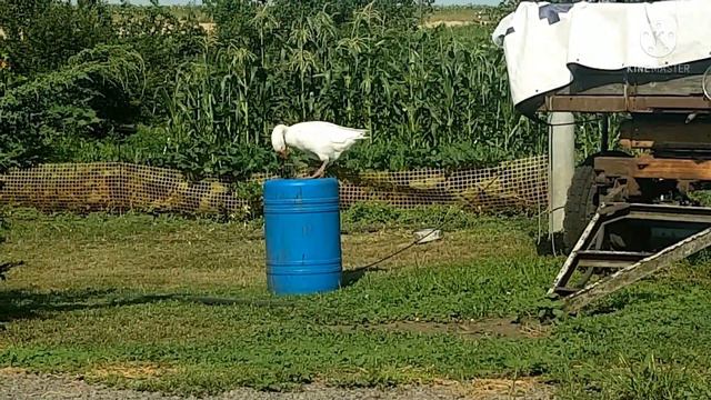 Гусь в деле смотреть онлайн