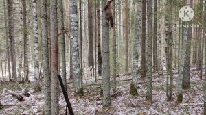 Охота на куницу!!! Промысел!!! Натаска лайки!!!
