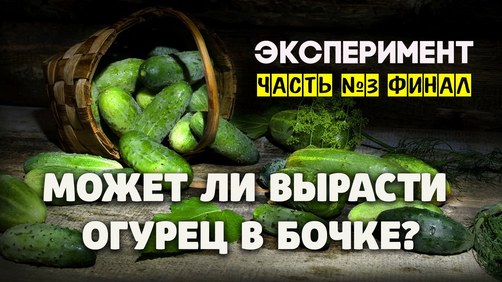 Эксперимент. Может ли вырасти огурец в бочке? Финал.