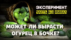 Эксперимент. Может ли вырасти огурец в бочке? Финал.