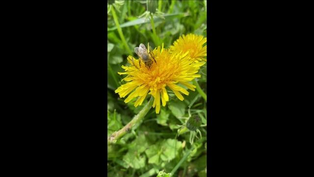 Релакс - смотрим, как работают другие