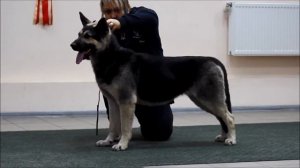 Вео Росс Эллада хендлинг 05 03