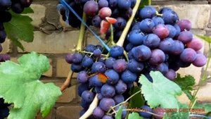 Виноград плодовый Рошфор (vinograd-plodovyy-roshfor) ? обзор: как сажать, саженцы винограда Рошфор