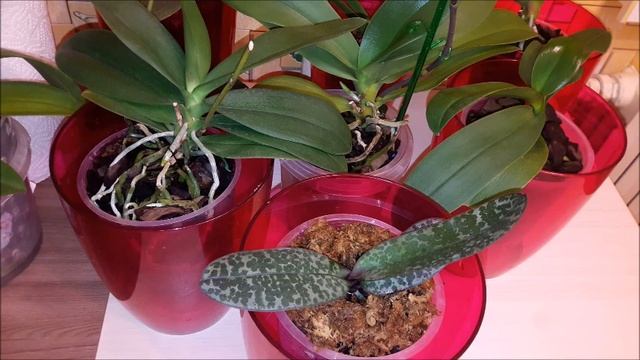 Фаленопсис. Полив душем. Удобрение. Вода в пазухах. смотреть онлайн