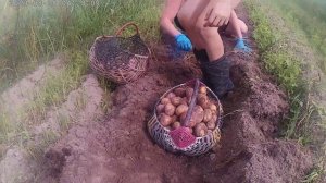 Мотоблок Агат в деле копка Картошки. Урожай 2023 года!!!