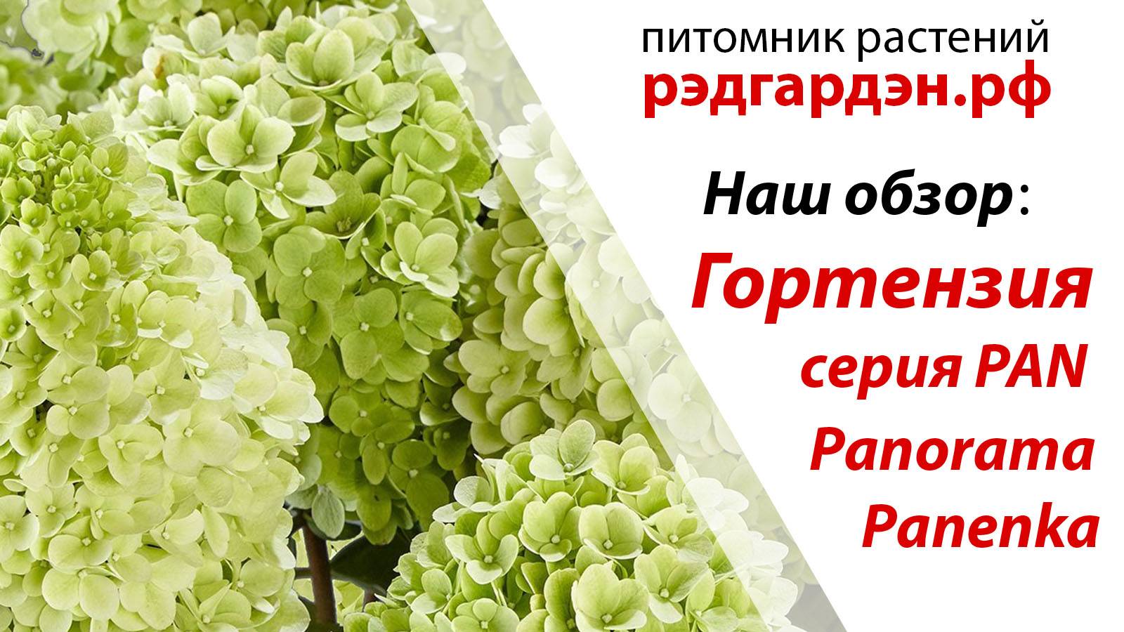 Гортензия Паненка (Panenka) и Панорама (Panorama).
