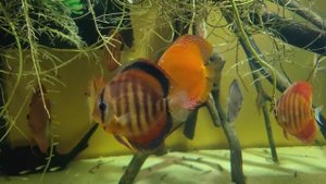 Красота и умиротворение подводного мира океанариума .