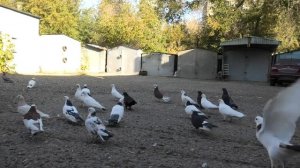 Бакинские Широкохвостые голуби Перепелицина Сергея в Астрахани!