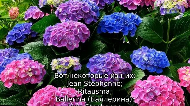 Виды роз и их классификация смотреть онлайн