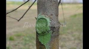 Как применять садовый вар - How to cook garden pitch