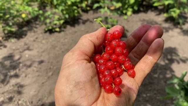 Кому нельзя есть красную смородину//Красная Смородина сладкая ягода