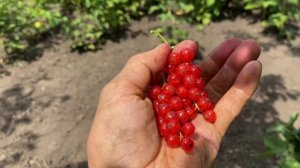 Кому нельзя есть красную смородину//Красная Смородина сладкая ягода