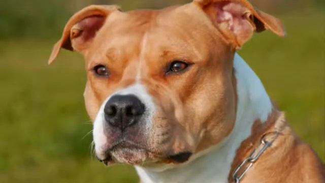 Все породы собак Американский стаффордширский терьер American Staffordshire Terrier