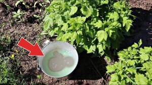 Крупная и сладкая смородина только после этого удобрения! Чем подкормить смородину в июне?