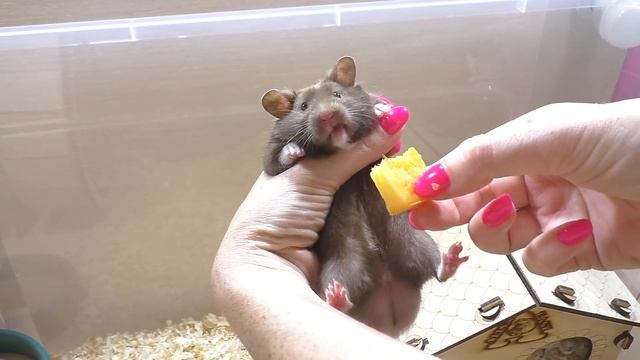 ХОМЯК не дает СПАТЬ /  Приручение хомяка / голландский хомяк / Алиса Изи Петс / Alisa Easy Pets