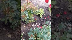 Можно пересаживать розы в сентябре ? Да можно ! Мои розы постарались !