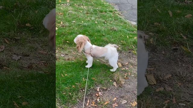 Готовимся к балетной школе!!!??  #Rubik #SobakaRubik #PesRubik #Рубик #СобакаРубик #Maltipoo #short