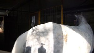 Учимся заходить в денник