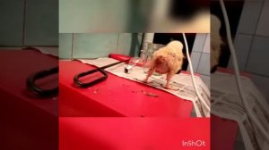 Грязние попки у циплят бройлера.