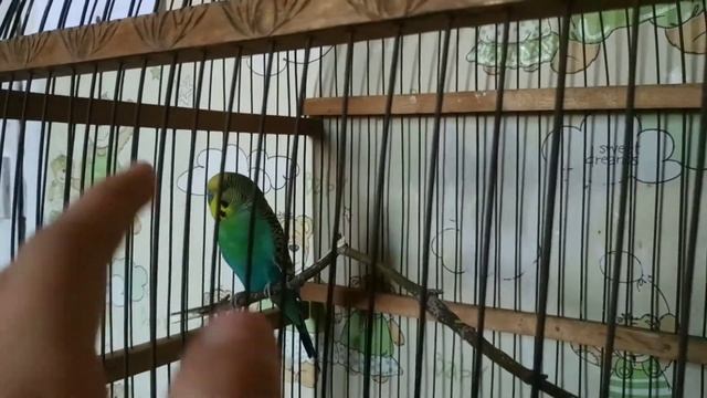 как приучить попугая к рукам!
