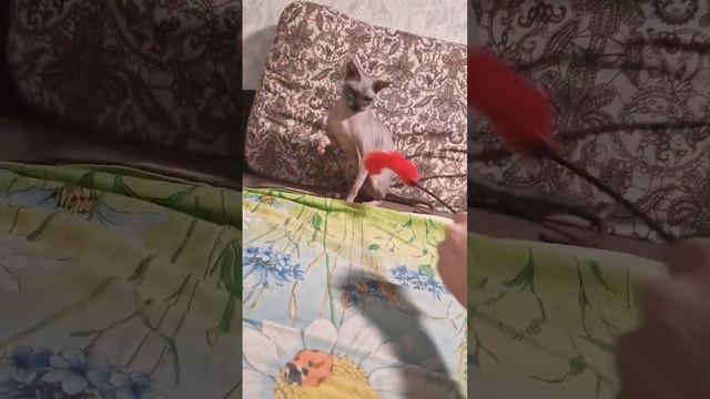 ▷Канадский сфинкс любит играться◁