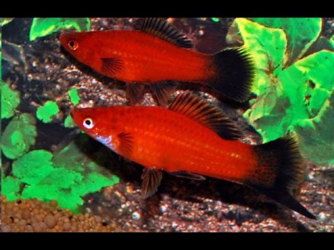 Новые аквариумные рыбки на рыборазводне!