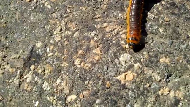 Перерождение гусеницы в бабо4ку смотреть онлайн