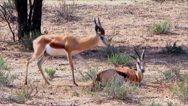 Free Stock Footage Wildlife Strange Springbok Behavior - Africa Travel Channel in HD смотреть онлайн