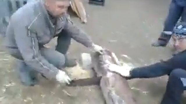 Два татарина - прикол смотреть онлайн