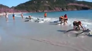 Причина выбрасывания дельфинов на берег 