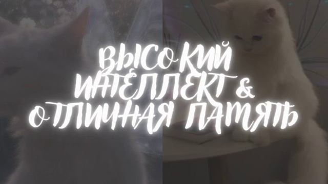 ПАМЯТЬ • ИНТЕЛЛЕКТ • МОЩНЫЙ САБЛИМИНАЛ |sophiesubliminals|