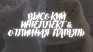ПАМЯТЬ • ИНТЕЛЛЕКТ • МОЩНЫЙ САБЛИМИНАЛ |sophiesubliminals|