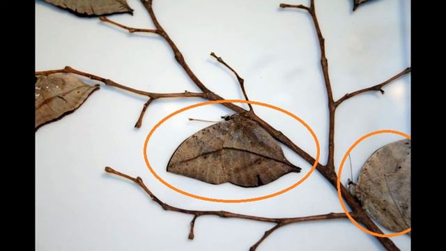 Самые маскирующиеся животные!!! смотреть онлайн