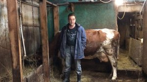 Продаём ДЕВЯТКУ - дойная, айрширской породы, лучшая корова ЛПХ Фроловых