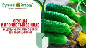 ПЯТЬ ГЛАВНЫХ ПРАВИЛ при выращивании тыквенных в открытом грунте. ОГУРЦОВ БУДЕТ ОЧЕНЬ МНОГО...