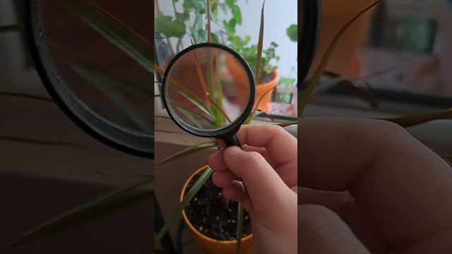 Преглеждане за листни въшки | Професионално обучение смотреть онлайн