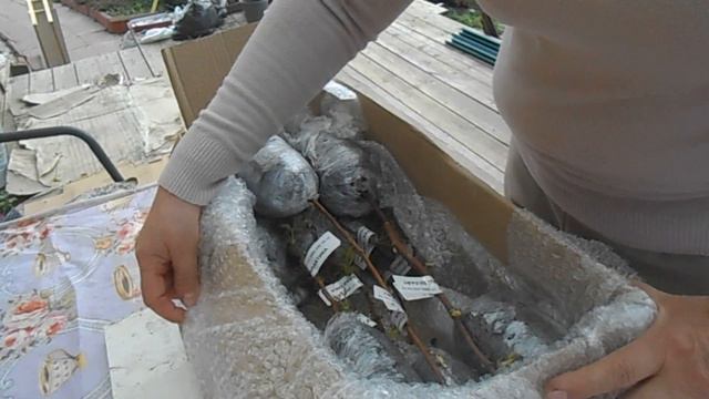 И снова посылка из питомника Грибаново.