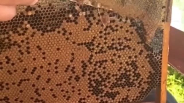 УРУС-МАРТАН. МЕД С ЛИПЫ СОБРАН И УЖЕ В ПРОДАЖЕ смотреть онлайн