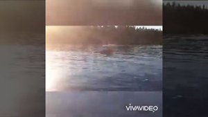 Вот так встреча!!!  (Лось переплывает реку)