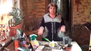 Каттлея ( Катлея, Каттлейя). Орхидея. Размножение Орхидей (Отводок). Уход Каттлея