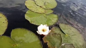 Рыбалка на озере Мичуринское. Есть щука!!! Спиннинг. Удочка.