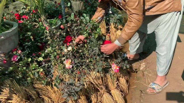 Come Plant shopping to a Nursary with Me||garden Up смотреть онлайн