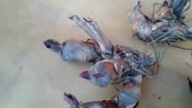 Канна. Подготовка луковиц к посадке. смотреть онлайн